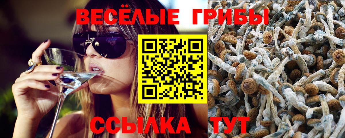 купить наркотики цена  Псилоцибиновые грибы GOLDEN TEACHER  Вход с VPN  Карабулак  Псилоцибиновые грибы GOLDEN TEACHER 